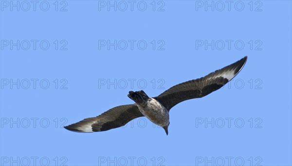 Great skua