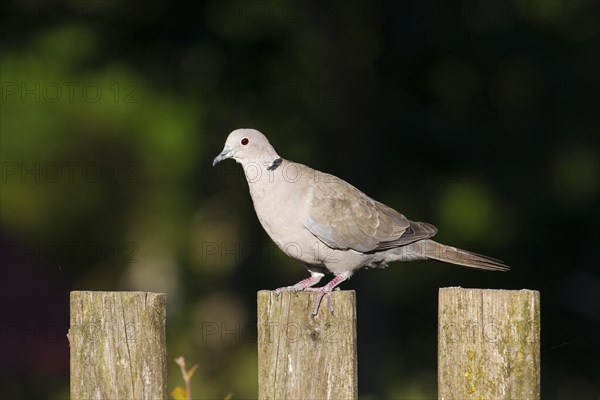 Eurasian collared dove