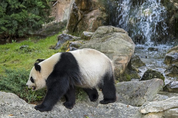 Giant panda