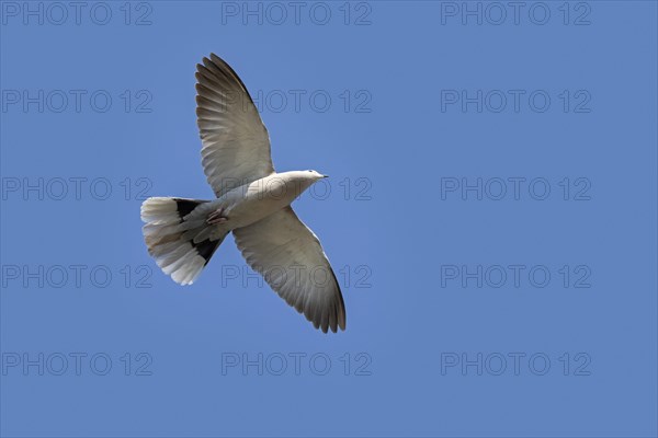 Eurasian collared dove