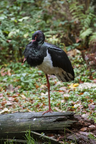 Black stork