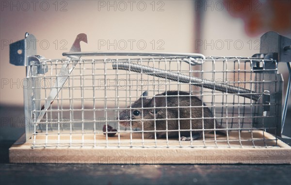 A mouse sits in a live trap for mice in Berlin. 18.04.2023.