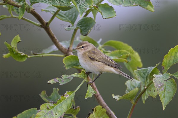 Siberian chiffchaff