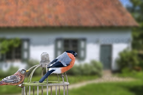 Eurasian bullfinch