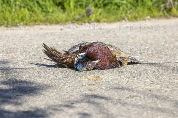 A dead pheasant lies on the roadway