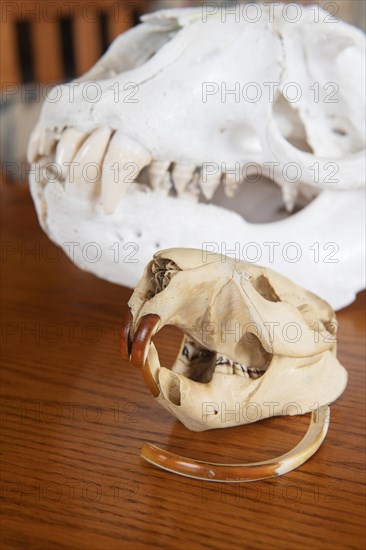 Beaver skull with regrowing teeth and seal skull