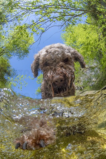 Domestic dog Lagotto Romagnolo playing in the mountain stream of the Kalkalpen National Park