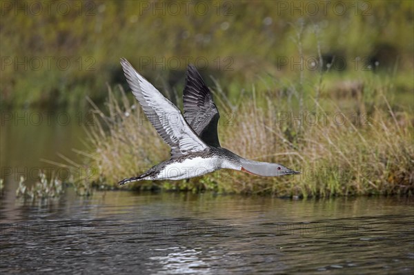 Red-throated loon