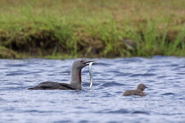 Red-throated loon