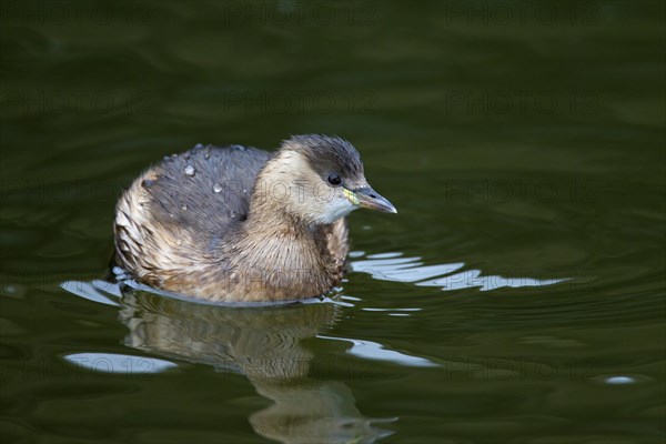 Little grebe