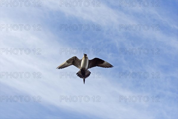 Arctic skua