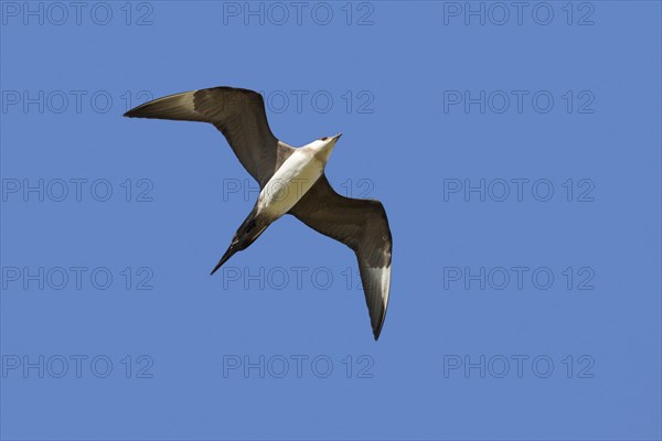 Arctic skua