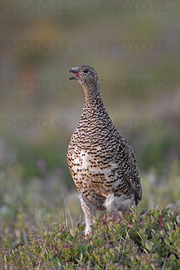 Icelandic rock ptarmigan