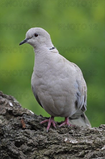 Eurasian collared dove