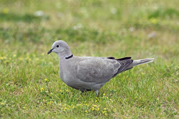 Eurasian collared dove