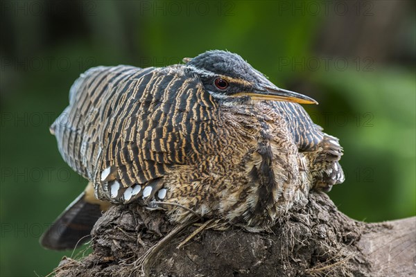 Sunbittern