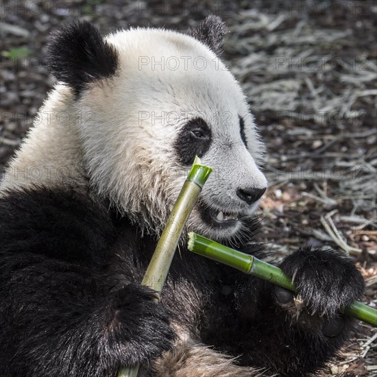 Young two year old giant panda