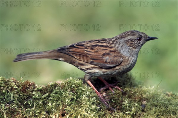 Dunnock