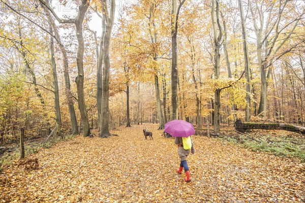 A woman with an umbrella walks with dogs through the Grunewald in Berlin