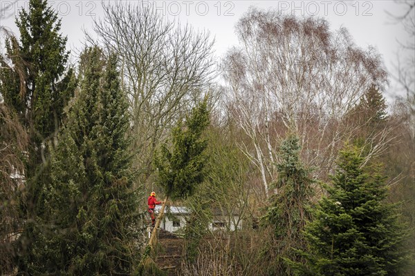 A tree climber stands on a warped tree in the Berlin district of Reinickendorf. The hurricane ' Ylenia ' is currently also causing obstructions in Berlin due to fallen trees. Berlin