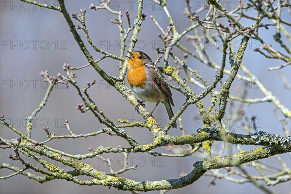 European robin
