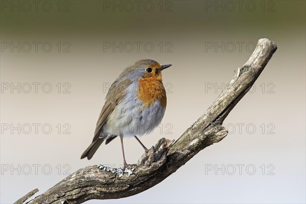 European robin