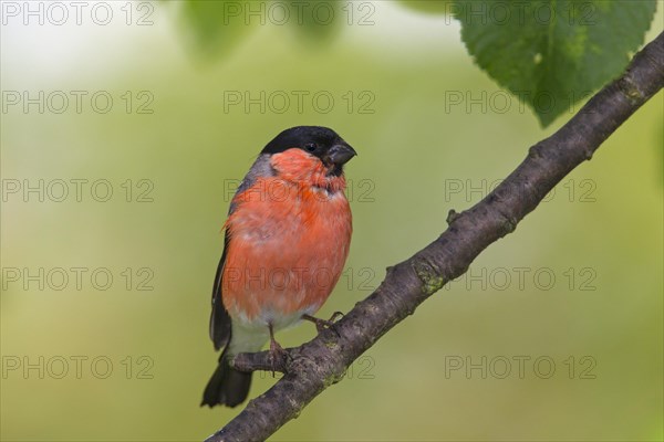 Common bullfinch