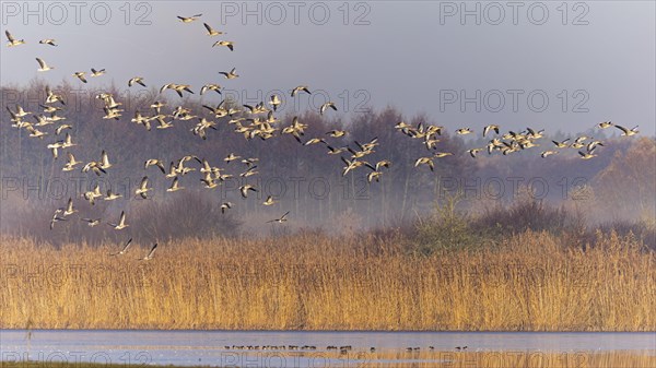 Greylag Goose