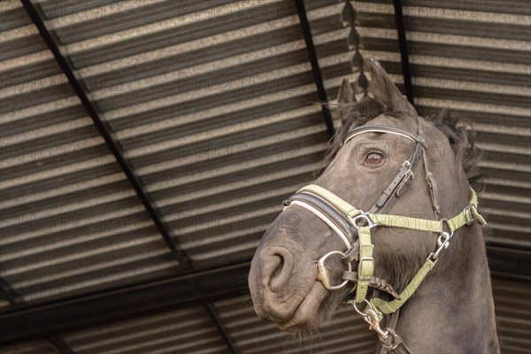 Close-up of a black horse's head with yellow straps ready to go for a run