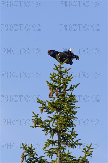 Black grouse