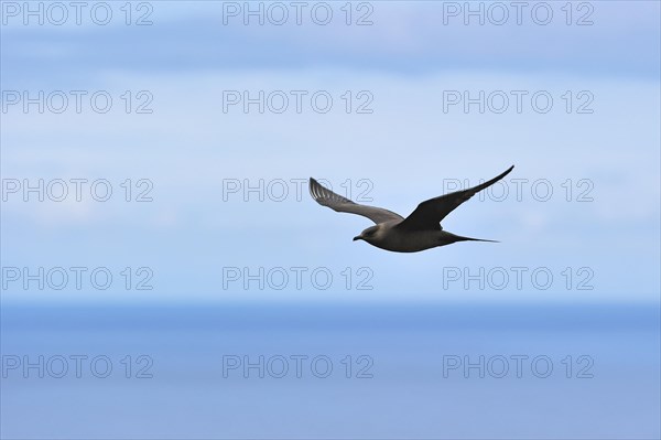 Arctic Skua