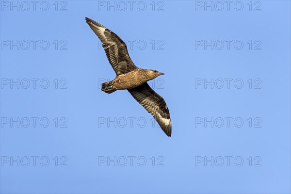 Great skua