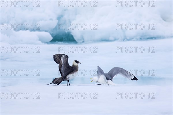 Arctic skua