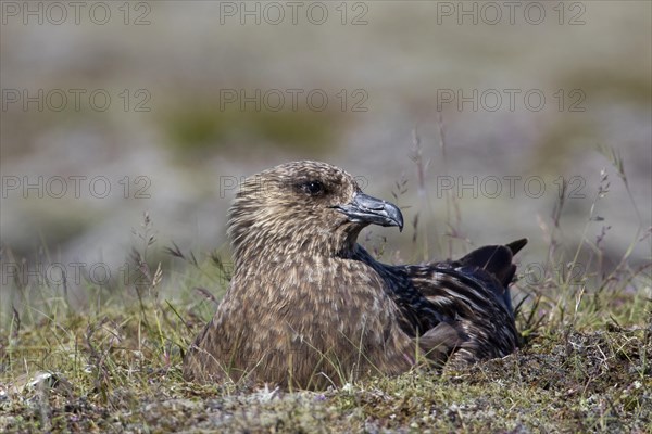 Great skua