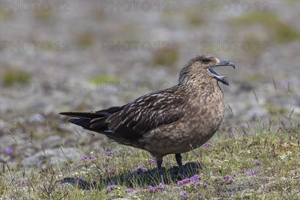 Great skua