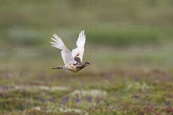 Icelandic rock ptarmigan