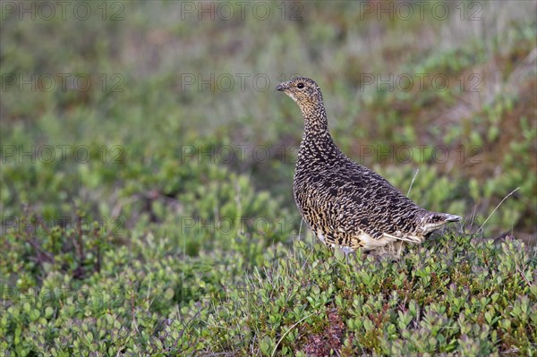 Icelandic rock ptarmigan