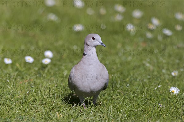 Eurasian collared dove