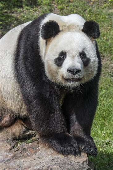 Giant panda