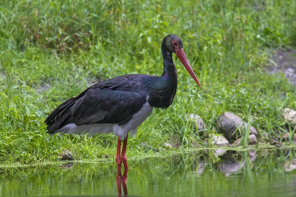 Black stork