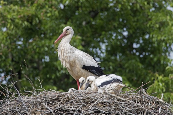 White storks