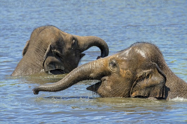 Two young Asian elephants