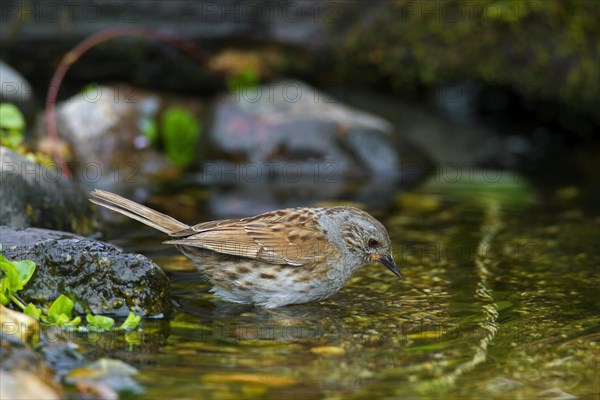 Dunnock