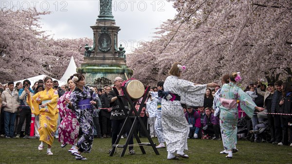 Japanese Cherry Blossom Festival Sakura