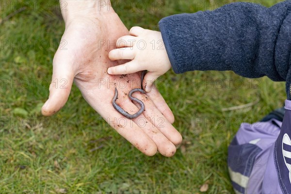 Toddler grabs an earthworm in the hand of an adult