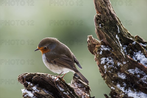 European Robin