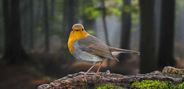 European robin