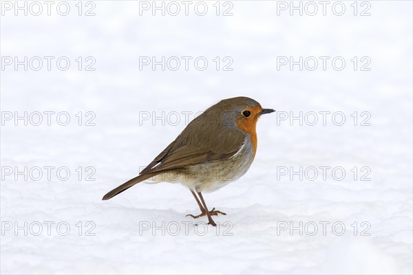 European robin