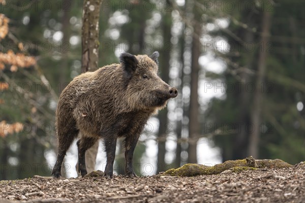 Wild boar