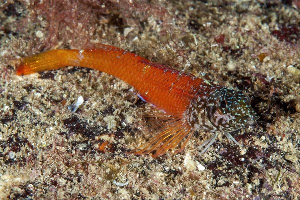 Dwarf tip blenny